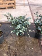Eucalyptus gunni hoog 40/50 grote pot nieuw binnen, Kruiden, Vaste plant, Ophalen, Bloeit niet