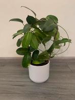 Madagascar jasmijn, Ophalen of Verzenden, Halfschaduw, Minder dan 100 cm