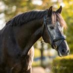 Aparte 6 jarige Pre ruin, Dieren en Toebehoren, Pony's, E pony (1.48m - 1.57m), Met stamboom, Ruin, Dressuurpony