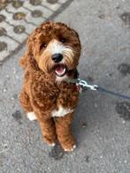 Australian Labradoodle dek reu !NIET TE KOOP!, Dieren en Toebehoren, Rabiës (hondsdolheid), Reu, 1 tot 2 jaar, Eén hond