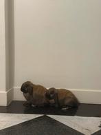 Lieve konijnen te koop, Mannelijk