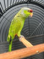 Amazone Papegaai met Kooi, Dieren en Toebehoren, Mannelijk, Papegaai, Pratend