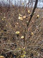 Lonicera purpusii 'Winter Beauty' Witte Struikkamperfoelie, Overige soorten, Vaste plant, Ophalen of Verzenden, Halfschaduw