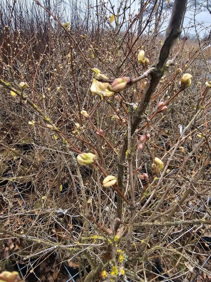 Lonicera purpusii 'Winter Beauty' Witte Struikkamperfoelie, Tuin en Terras, Planten | Tuinplanten, Vaste plant, Overige soorten