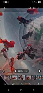 1x Oranda en 1x Sluierstaart, Dieren en Toebehoren, Vis, Zoetwatervis