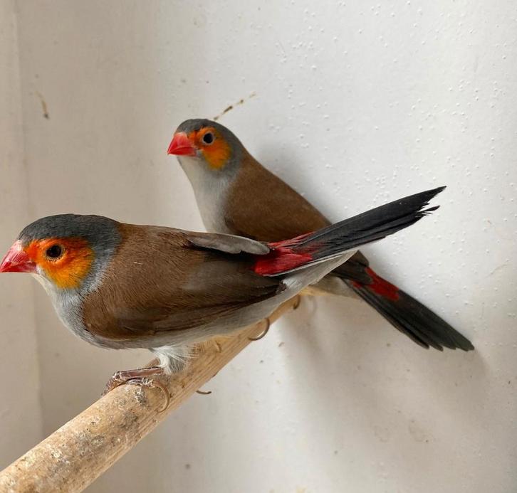 Koppel oranjekaakjes, Dieren en Toebehoren, Vogels | Overige Vogels, Meerdere dieren