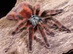 Caribena versicolor, Dieren en Toebehoren, Spin of Schorpioen