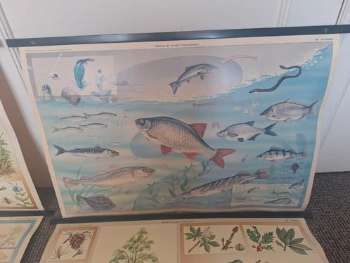 Maarten de Jongh natuurplaten schoolplaten klimaat, Antiek en Kunst, Antiek | Schoolplaten, Natuur en Biologie, Ophalen of Verzenden