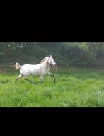Knappe C pony, Dieren en Toebehoren, Pony's, Merrie, 3 tot 6 jaar, C pony (1.27m tot 1.37m), Onbeleerd