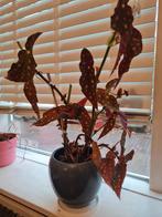 Begonia Maculata - Prachtige kamerplant!, Tuin en Terras, Overige soorten, Vaste plant, Ophalen of Verzenden, Halfschaduw