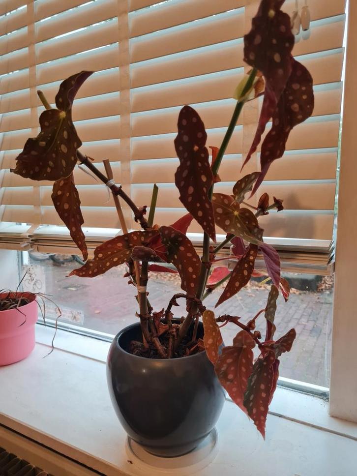 Begonia Maculata - Prachtige kamerplant!, Tuin en Terras, Planten | Tuinplanten, Vaste plant, Overige soorten, Halfschaduw, Zomer