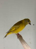 Zwartkopsijs - spinus maggelanicus, Meerdere dieren, Tropenvogel, Geringd