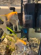 Maanvis koppel gold diamond pearscale, Dieren en Toebehoren, Vissen | Aquariumvissen, Vis, Zoetwatervis