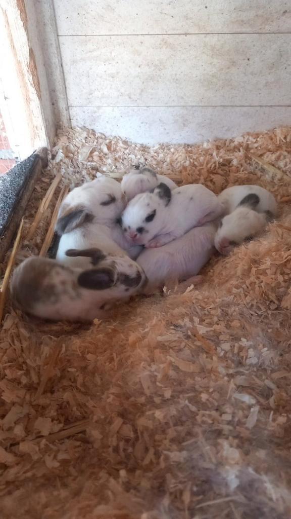 Konijntjes te koop, Dieren en Toebehoren, Konijnen, Meerdere dieren, Hangoor