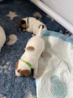 Leuke Jack Russel x kooiker hondje kruising te koop, Dieren en Toebehoren, 8 tot 15 weken, Meerdere, Meerdere dieren, Klein