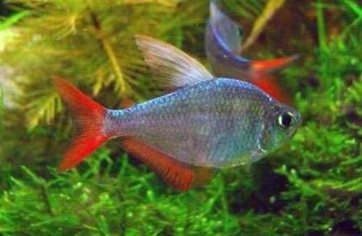 Hyphessobrycon Columbianus - Colombia Tetra, Dieren en Toebehoren, Vissen | Aquariumvissen, Zoetwatervis, Vis, Schoolvis