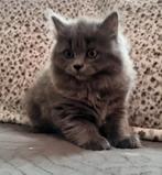 Britse langhaar katertje, Kater, Gechipt, 0 tot 2 jaar