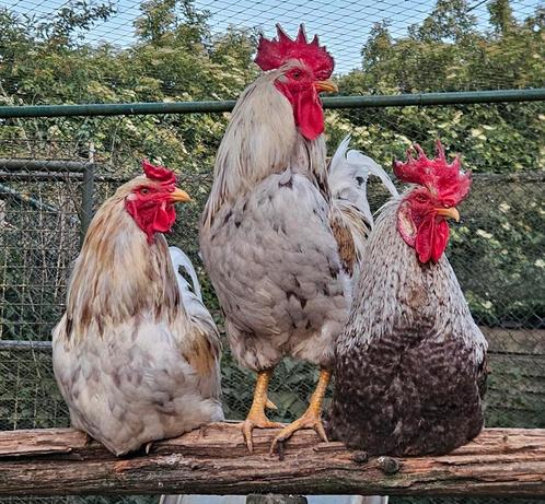 Broedeieren, Dieren en Toebehoren, Pluimvee, Kip