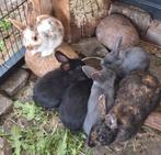Jonge konijnen, Dieren en Toebehoren, Konijnen, Meerdere dieren, Dwerg, Hangoor
