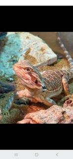 Jonge baardagamen gezocht., Amfibie, 0 tot 2 jaar