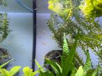 Babyguppen, guppies, guppy’s, guppen: 4 voor 1,-, Dieren en Toebehoren, Vis