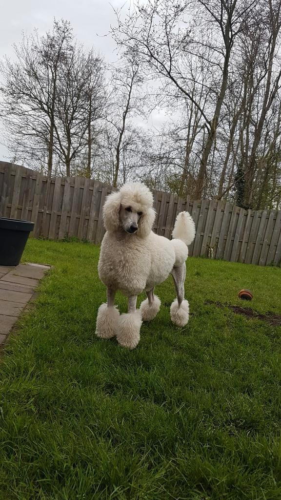 Nest Aankondiging Witte Konings Poedel!, Dieren en Toebehoren, Honden | Chihuahua's en Gezelschapshonden, Meerdere dieren, Poedel