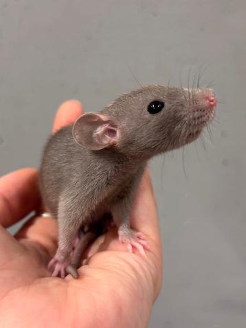 Tamme dwergratten vrouw beschikbaar voor biedingen