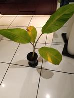banana planten, Palm, In pot, Minder dan 100 cm, Bloeiende kamerplant