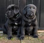 Mooie en lieve pups te koop, Dieren en Toebehoren, Overige rassen, Meerdere, Meerdere dieren, Nederland