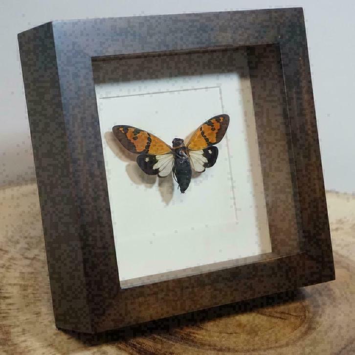 Gaeana festiva in luxe passe-partout lijst - Taxidermie, Verzamelen, Dierenverzamelingen, Nieuw, Opgezet dier, Insect, Ophalen of Verzenden