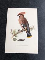 9 prenten zangvogels 16,5x24 cm samen 17 euro oa pestvogel, Antiek en Kunst, Natuur en Biologie, Ophalen of Verzenden