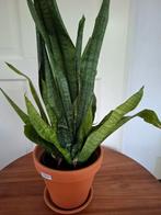 Sanseveria mooie donkergroene, Huis en Inrichting, Kamerplanten, Ophalen, Overige soorten, Minder dan 100 cm