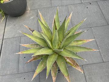 Agave, Purpusorum, 