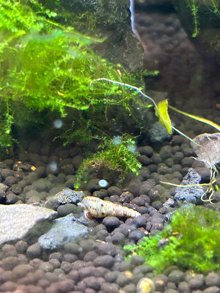 Jonge Torenslakken te koop, Dieren en Toebehoren, Vissen | Aquariumvissen, Slak of Weekdier