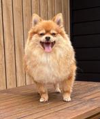 Pommeriaan 'orange" teef 1 1/2 jr. Reutje Merle gecastr.5 jr, Keeshond, 1 tot 2 jaar, Rabiës (hondsdolheid), Meerdere