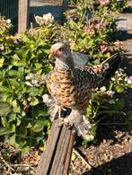 Toom sabelpoot krieltjes, Dieren en Toebehoren, Pluimvee, Meerdere dieren