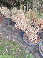 Pampasgras - 4 Potten - Plantklaar, Tuin en Terras, Planten | Tuinplanten, Ophalen of Verzenden