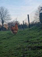 Orpington buff hanen te koop, Dieren en Toebehoren, Pluimvee
