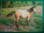 (2003) Dierenkaart: PAARD, Verzamelen, Ansichtkaarten | Dieren, Verzenden, 1980 tot heden, Ongelopen, Paard