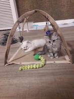 Langharige kittens 8 weken en 2 katjes 9 maanden, Dieren en Toebehoren, Katten en Kittens | Raskatten | Langhaar, Meerdere dieren