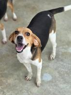ACE: Betty is een vrolijke meid, Dieren en Toebehoren, Beagle, Particulier, Rabiës (hondsdolheid), 1 tot 2 jaar