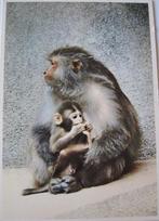 Voor het kind - rhesusaap met jong - 1970 - nieuw, Verzamelen, Ansichtkaarten | Dieren, Verzenden, 1960 tot 1980, Ongelopen, Wild dier