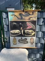 Schoolplaat slang, Antiek en Kunst, Ophalen of Verzenden, Aardrijkskunde