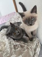 3 Britse korthaar kittens, Dieren en Toebehoren, Katten en Kittens | Raskatten | Korthaar, Meerdere dieren, Ontwormd, 0 tot 2 jaar