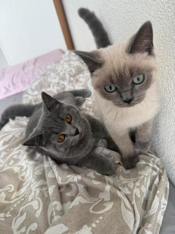 3 Britse korthaar kittens beschikbaar voor biedingen