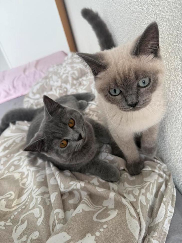 3 Britse korthaar kittens, Dieren en Toebehoren, Katten en Kittens | Raskatten | Korthaar, Meerdere dieren, 0 tot 2 jaar, Ontwormd