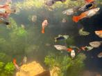 visbestand 30+ aquarium vissen, Vis