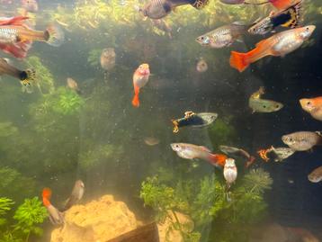 visbestand 30+ aquarium vissen beschikbaar voor biedingen