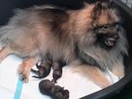 Wolfgrijze keeshond puppies, Dieren en Toebehoren, Honden | Poolhonden, Keeshonden en Oertypen, 8 tot 15 weken, Meerdere, Meerdere dieren