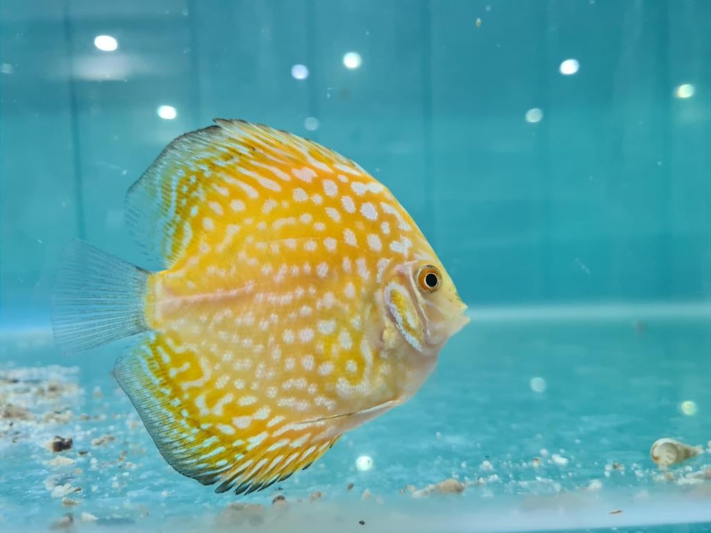 Yellow Checkerboard Discus, Symphysodon Discus, Dieren en Toebehoren, Vissen | Aquariumvissen, Vis, Zoetwatervis